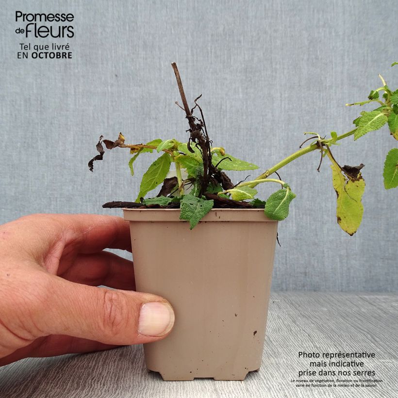 Amostra de Salvia nemorosa Bumblesky Godet de 8/9 cm tal como entregue no outono