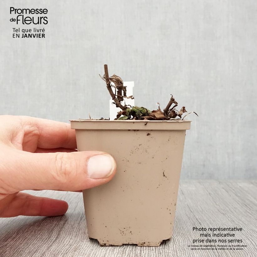 Amostra de Sálvia nemorosa Bumblesky Vaso de 8/9 cm tal como entregue no inverno