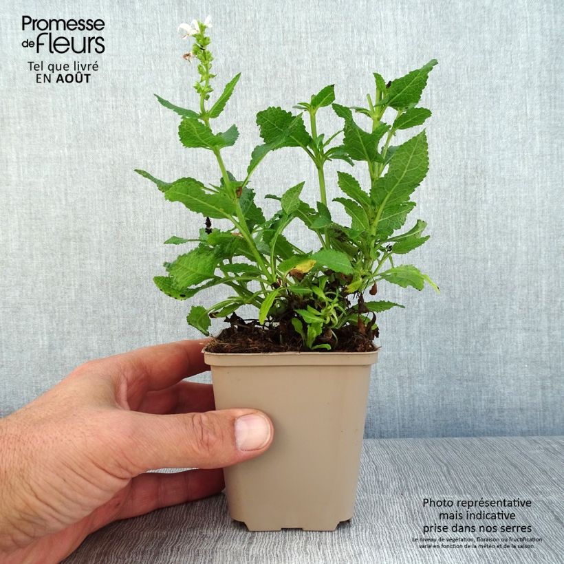Amostra de Sálvia nemorosa Bumblesnow Vaso de 8/9 cm tal como entregue no verão