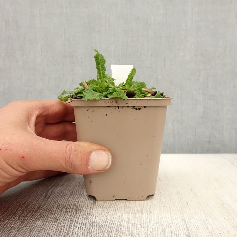 Amostra de Salvia nemorosa Bumblesnow - Sauge des bois Godet de 8/9 cm tal como entregue na primavera