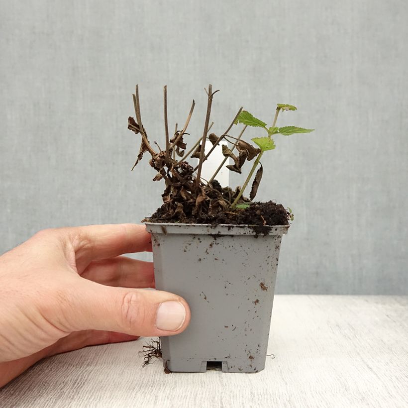 Amostra de Sálvia nemorosa Caradonna Compact Vaso de 8/9 cm tal como entregue no outono