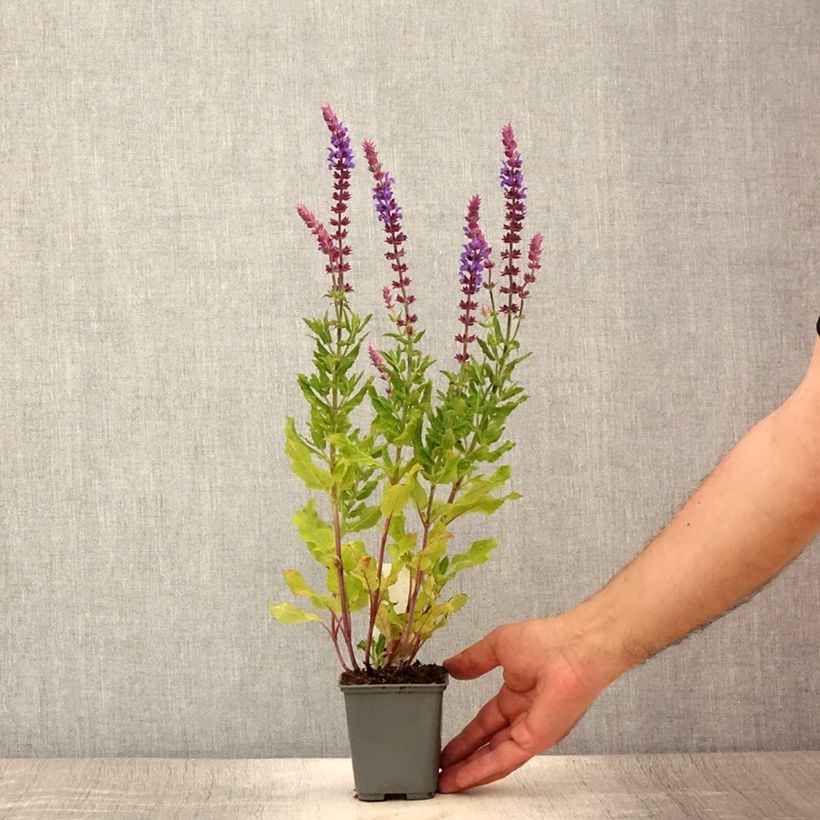 Amostra de Sálvia nemorosa Caradonna Compact Vaso de 8/9 cm tal como entregue no verão