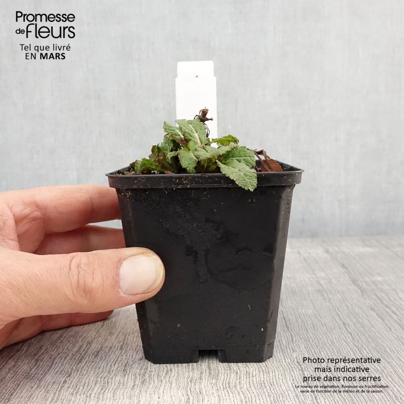 Amostra de Sálvia nemorosa Caradonna Compact Vaso de 8/9 cm tal como entregue na primavera