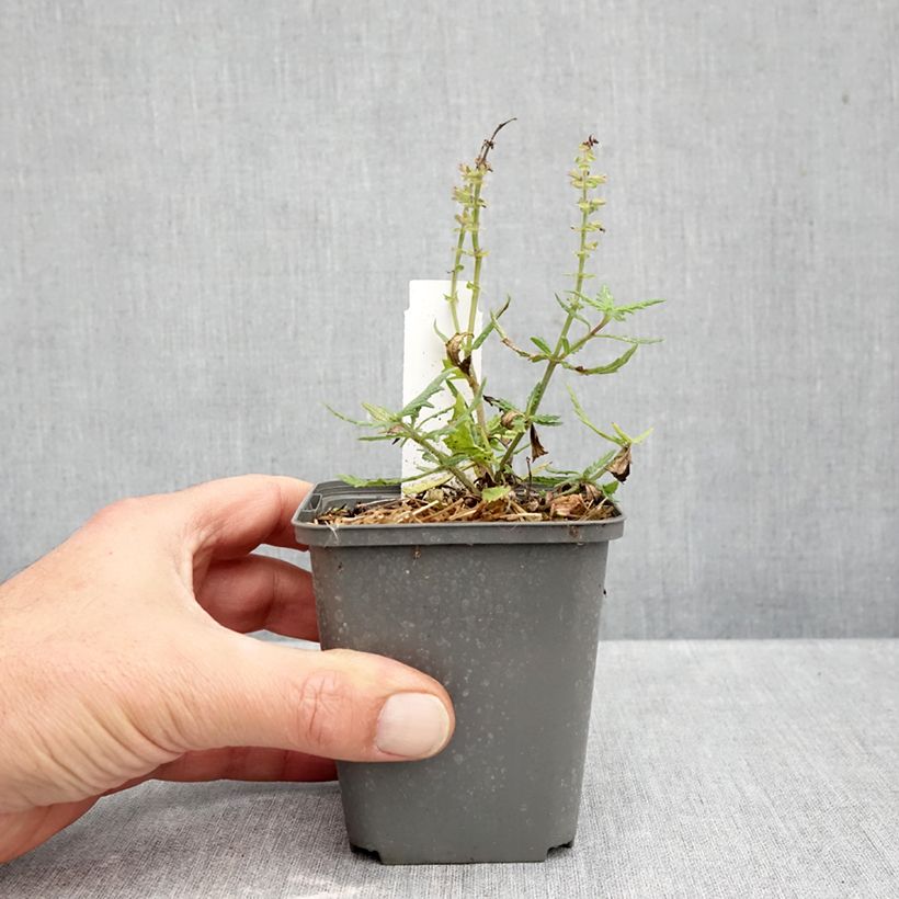 Amostra de Sálvia nemorosa Feathers Flamingo Vaso de 7/8 cm tal como entregue no outono