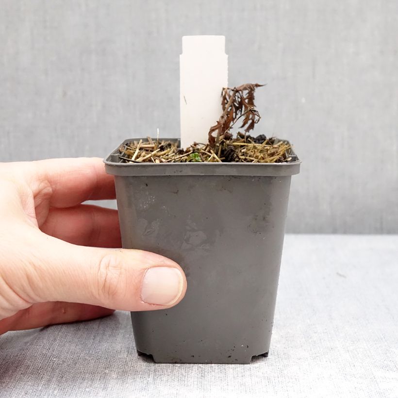 Amostra de Sálvia nemorosa Feathers Flamingo Vaso de 7/8 cm tal como entregue no inverno