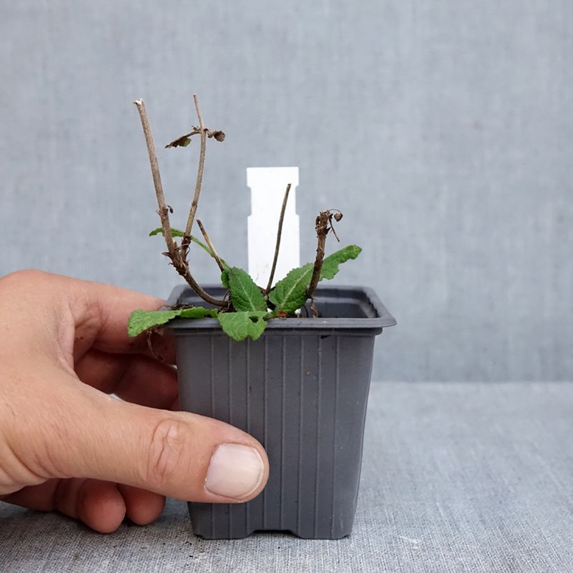 Amostra de Sálvia Katsjing Vaso de 8/9 cm tal como entregue no outono