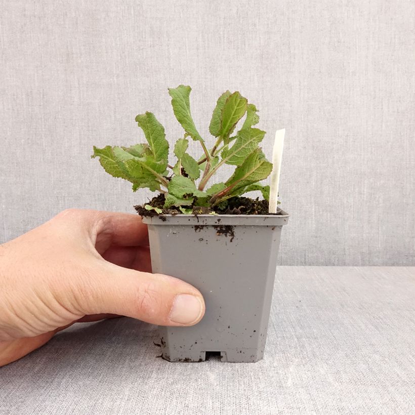 Amostra de Sálvia Katsjing Vaso de 8/9 cm tal como entregue na primavera