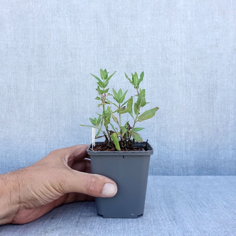 Amostra de Sálvia nemorosa Lubecca Vaso de 8/9 cm tal como entregue no verão