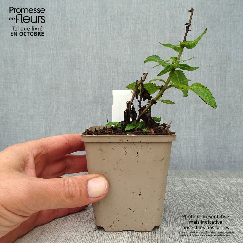 Amostra de Sálvia nemorosa Lubecca Vaso de 8/9 cm tal como entregue no outono