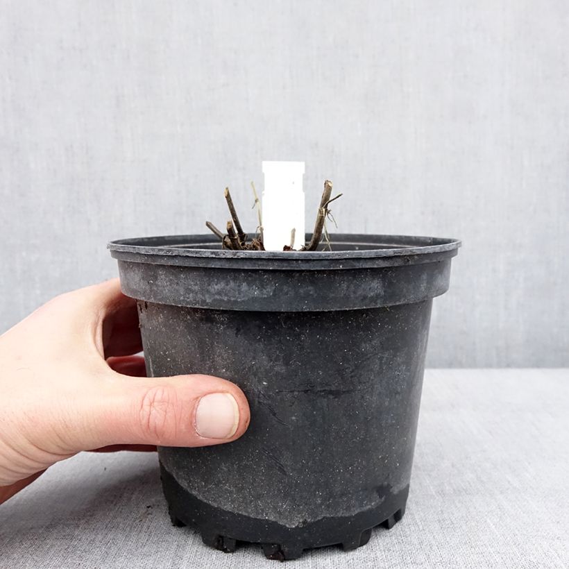 Amostra de Salvia nemorosa Lyrical Rose - Sauge des bois Pot de 2L/3L tal como entregue no inverno