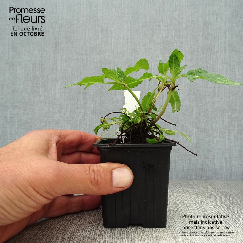 Amostra de Sálvia nemorosa Mainacht Vaso de 8/9 cm tal como entregue no outono