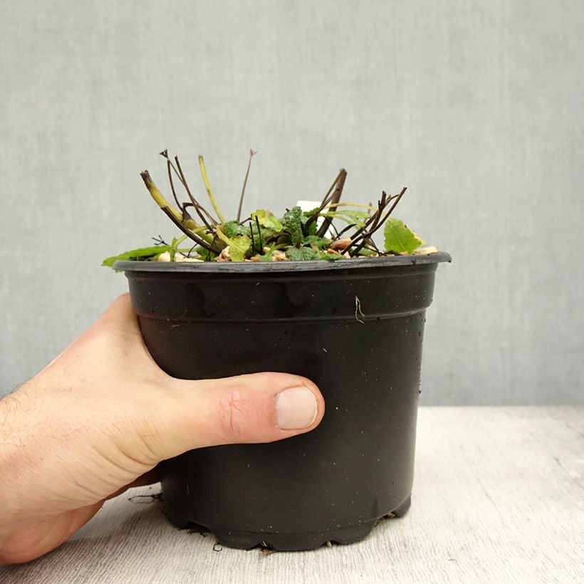 Amostra de Sálvia nemorosa Mainacht Vaso de 2 L/3 L tal como entregue no outono