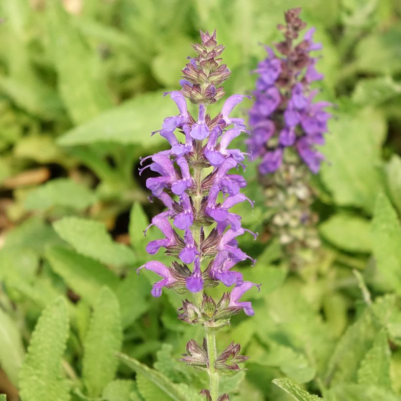Sálvia nemorosa Marcus Haeumanarc (Floração)