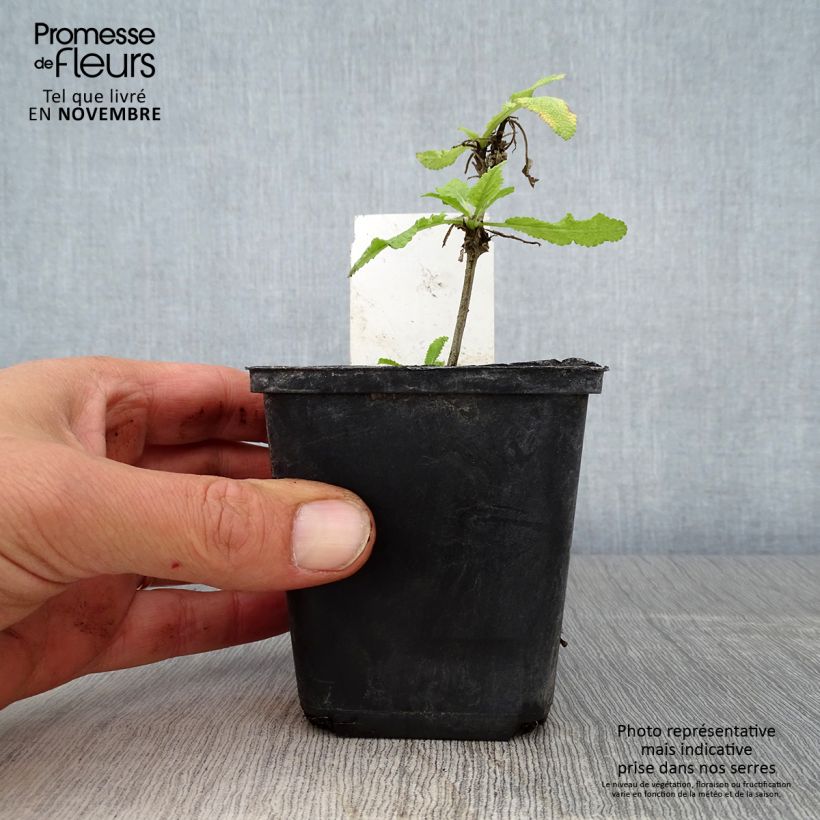 Amostra de Salvia nemorosa Marcus Haeumanarc - Sauge des bois Godet de 8/9 cm tal como entregue no outono
