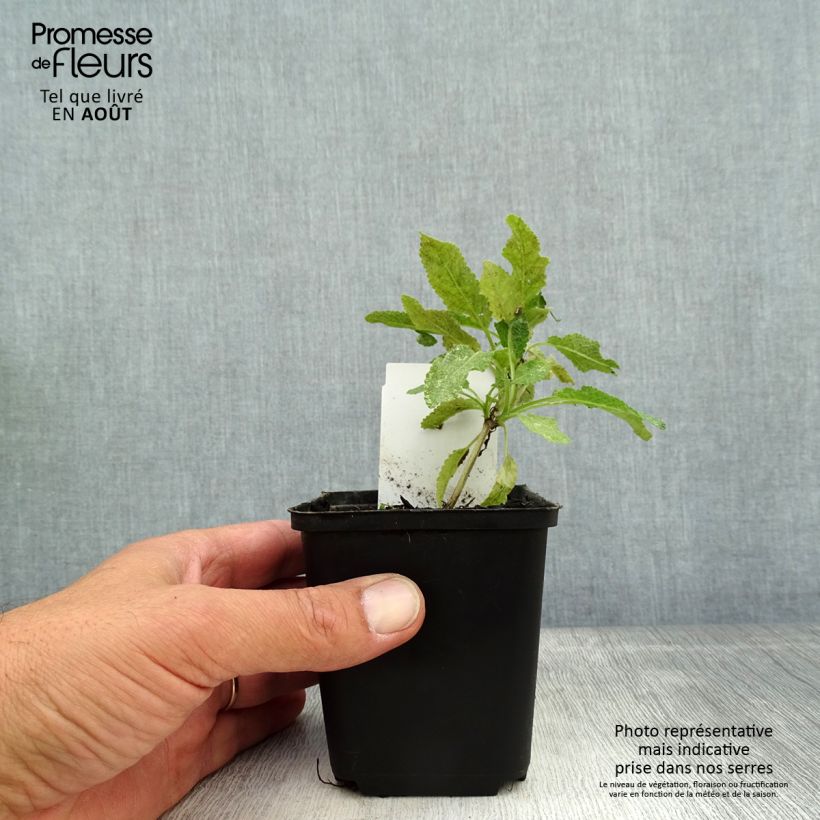 Amostra de Sálvia nemorosa Marcus Haeumanarc Vaso de 8/9 cm tal como entregue no verão