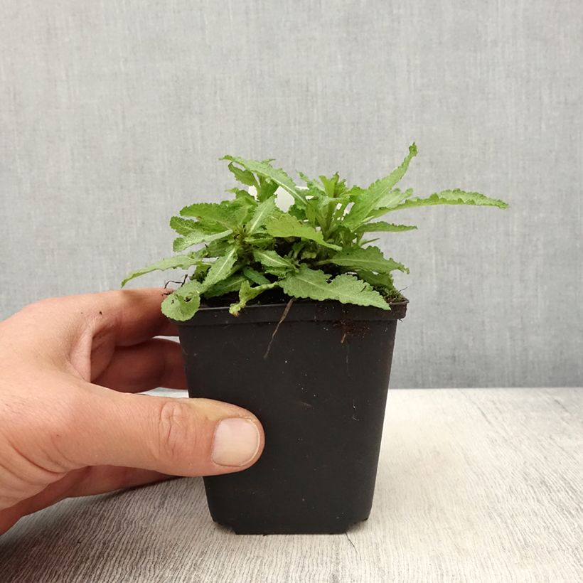 Amostra de Sálvia nemorosa Marcus Haeumanarc Vaso de 8/9 cm tal como entregue na primavera