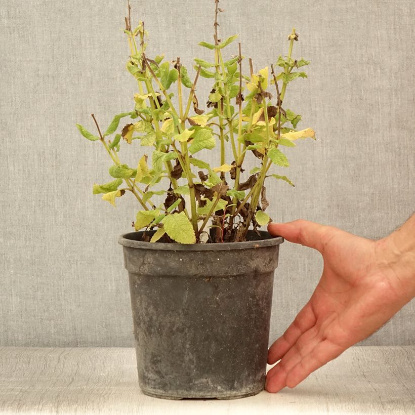 Amostra de Sálvia nemorosa Marcus Haeumanarc Vaso de 2 L/3 L tal como entregue no verão