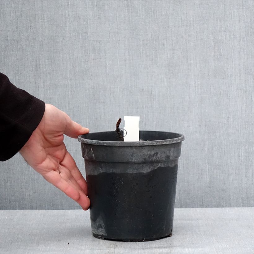 Amostra de Salvia nemorosa Marcus Haeumanarc - Sauge des bois Pot de 2L/3L tal como entregue no inverno