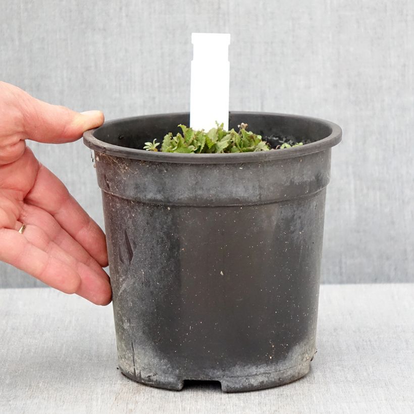 Amostra de Sálvia nemorosa Marcus Haeumanarc Vaso de 2 L/3 L tal como entregue na primavera