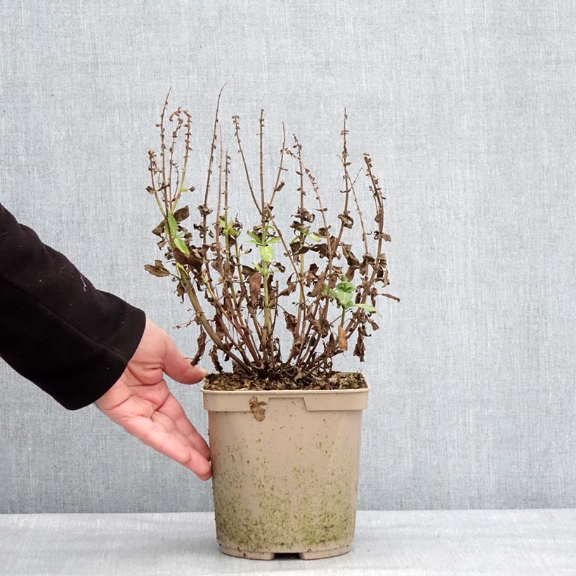 Amostra de Salvia nemorosa Midnight Rose - Sauge des bois Pot de 2L/3L tal como entregue no inverno