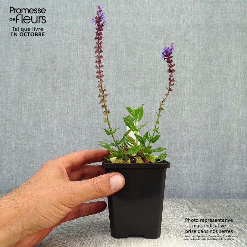 Amostra de Sálvia nemorosa Ostfriesland Vaso de 8/9 cm tal como entregue no outono