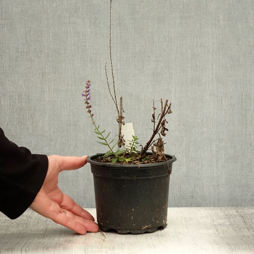 Amostra de Sálvia nemorosa Ostfriesland Vaso de 2 L/3 L tal como entregue no outono