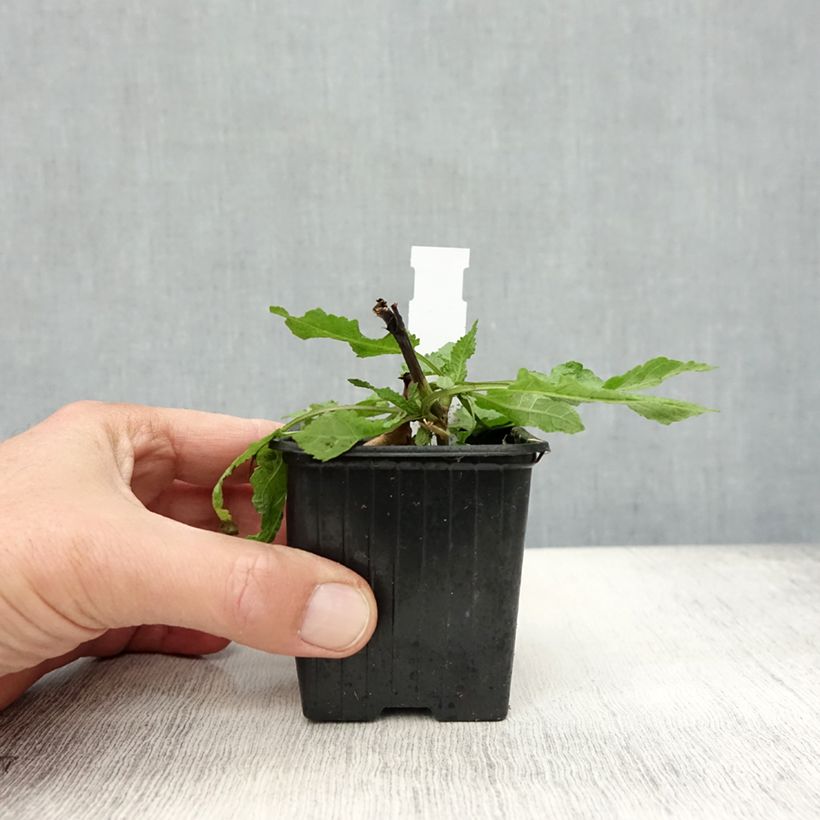 Amostra de Sálvia nemorosa Rose Queen Vaso de 8/9 cm tal como entregue no outono