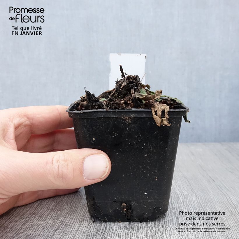 Amostra de SALVIA nemorosa Rose Queen (Rosakönigin) - Sauge des bois  Godet de 8/9 cm tal como entregue no inverno