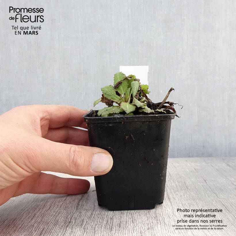 Amostra de Sálvia nemorosa Rose Queen Vaso de 8/9 cm tal como entregue na primavera