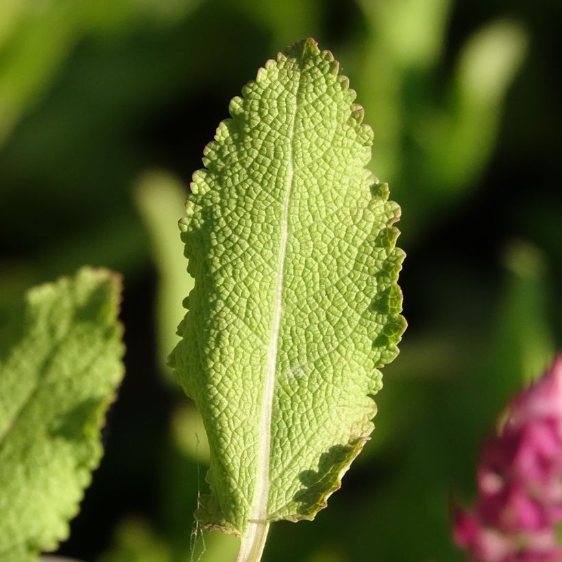 Sálvia nemorosa Rose Queen (Folhagem)