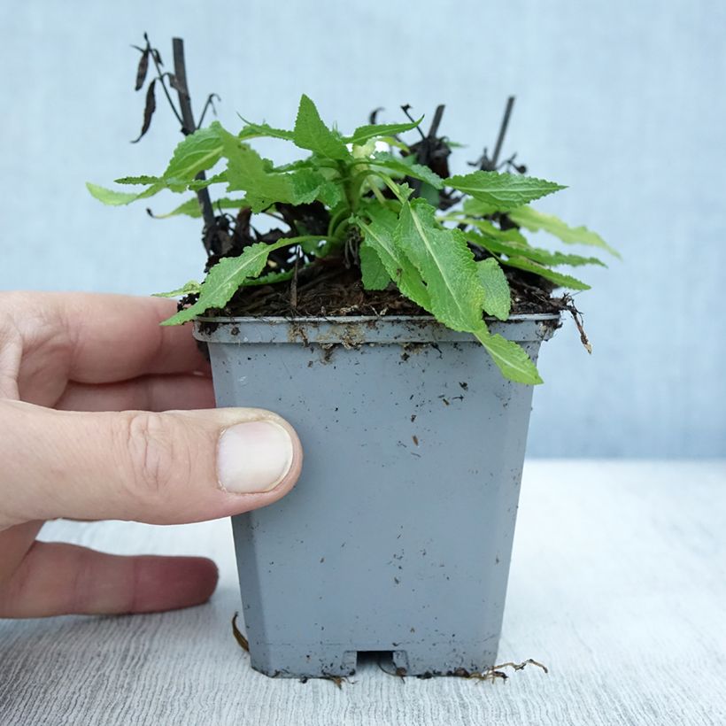 Amostra de Sálvia nemorosa Salute White Vaso de 8/9 cm tal como entregue no outono