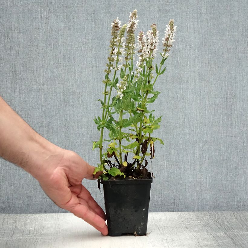 Amostra de Sálvia nemorosa Salute White Vaso de 8/9 cm tal como entregue no verão