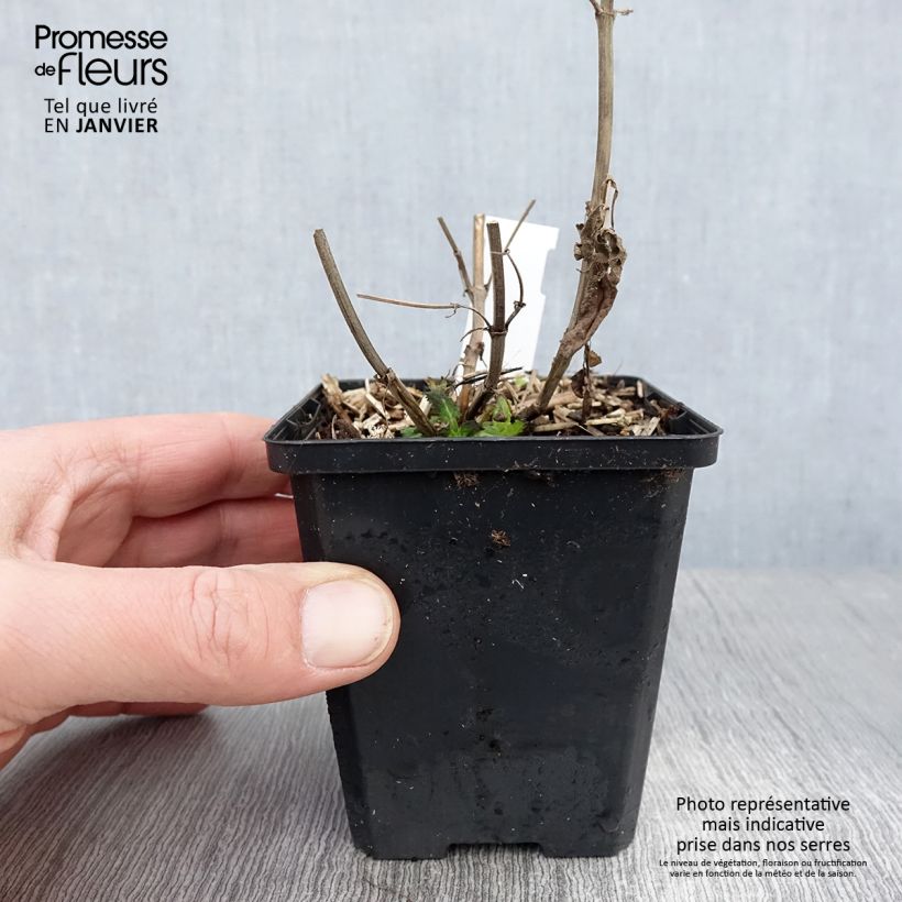 Amostra de Salvia nemorosa Salute White - Sauge des bois Godet de 8/9 cm tal como entregue no inverno