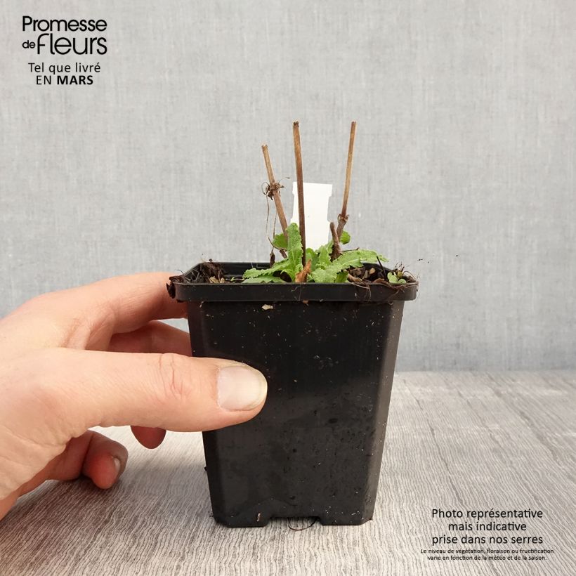 Amostra de Sálvia nemorosa Salute White Vaso de 8/9 cm tal como entregue na primavera