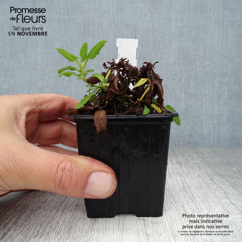Amostra de Sálvia nemorosa Schneehügel Vaso de 8/9 cm tal como entregue no outono