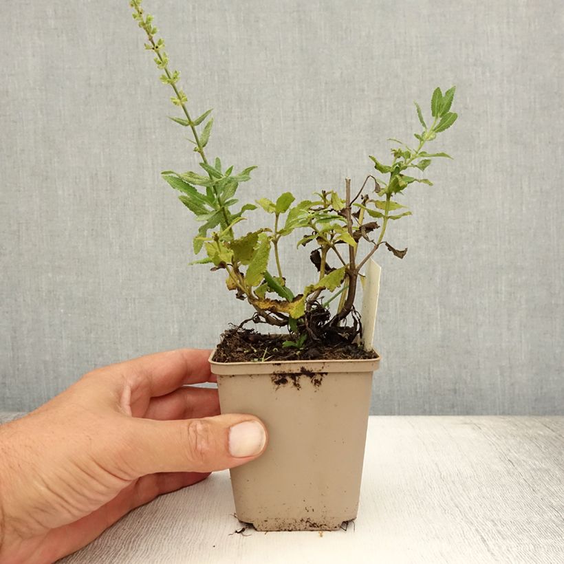 Amostra de Sálvia nemorosa Schneehügel Vaso de 8/9 cm tal como entregue no verão