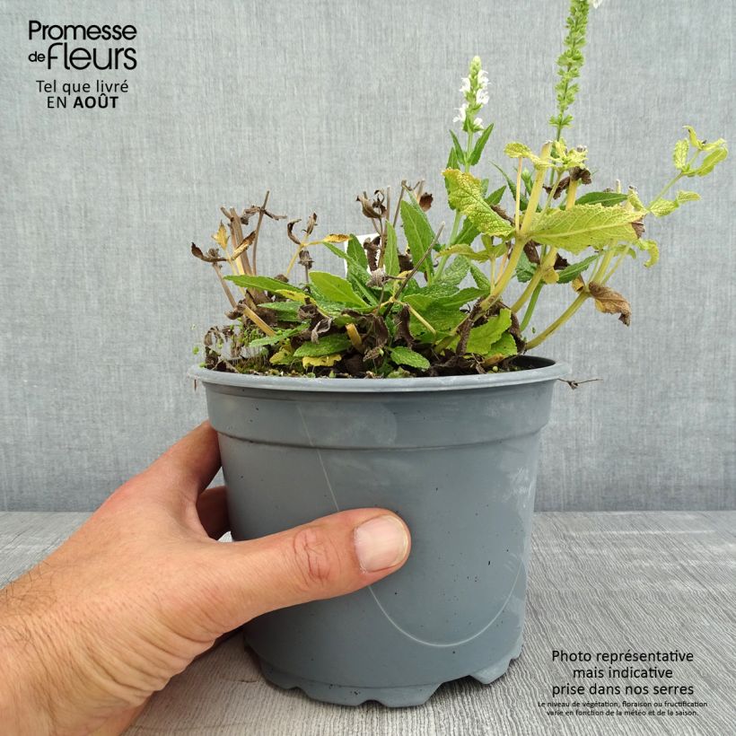 Amostra de Sálvia nemorosa Schneehügel Vaso de 2 L/3 L tal como entregue no verão