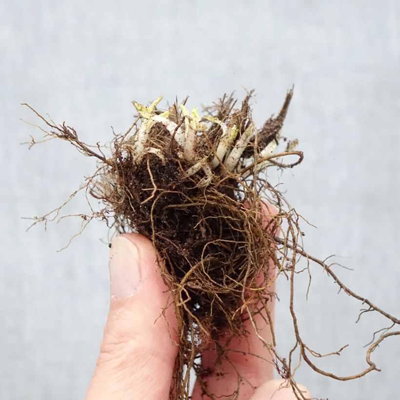 Amostra de Sálvia nemorosa Schneehügel Raízes nuas tal como entregue no inverno