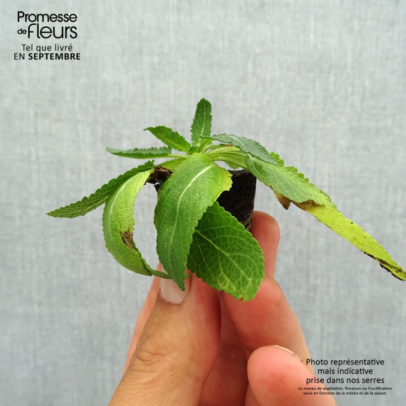 Amostra de Salvia nemorosa Sensation Deep Blue - Sauge des bois Mini-torrão Ø 3/4 cm tal como entregue no outono