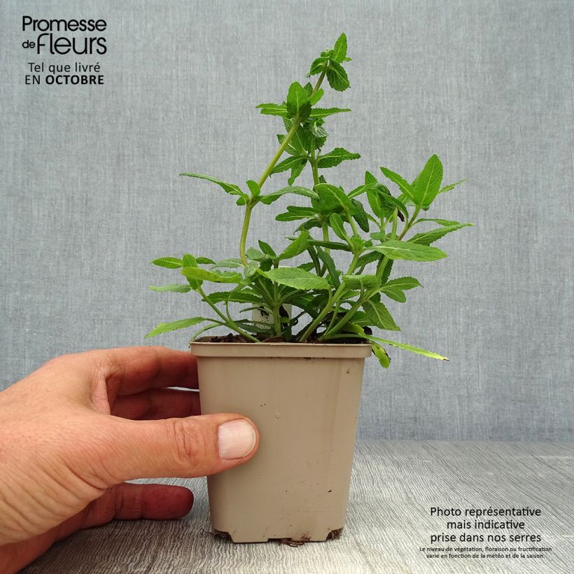 Amostra de Sálvia nemorosa Sensation Rose Vaso de 8/9 cm tal como entregue no outono