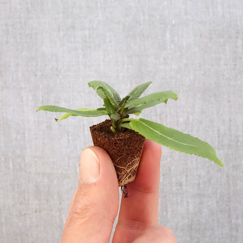 Amostra de Sálvia nemorosa Sensation Rose Mini-torrão Ø 3/4 cm tal como entregue na primavera