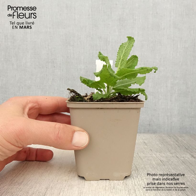 Amostra de Salvia nemorosa Sensation White - Sauge des bois Vaso de 8/9 cm tal como entregue na primavera