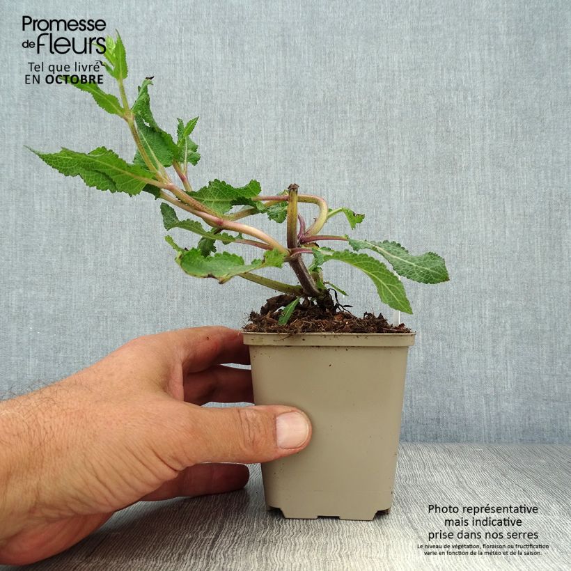 Amostra de Sálvia nemorosa Sere Vaso de 8/9 cm tal como entregue no outono