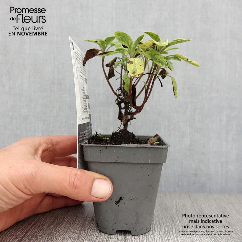 Amostra de Salva Icterina - Salvia officinalis Vaso de 8/9 cm tal como entregue no outono