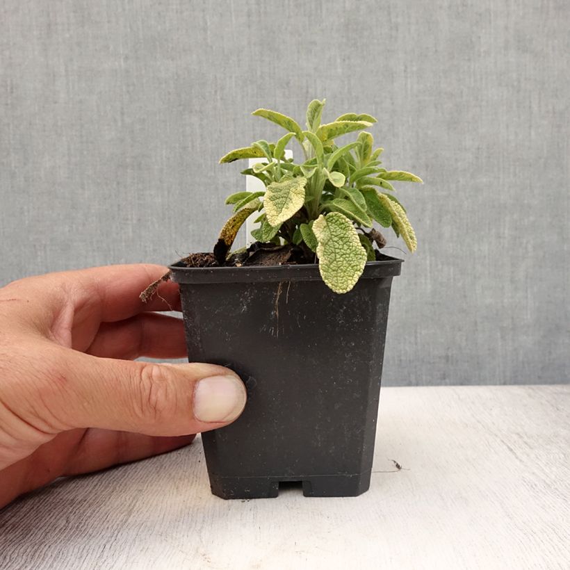 Amostra de Salva Icterina - Salvia officinalis Vaso de 8/9 cm tal como entregue no verão