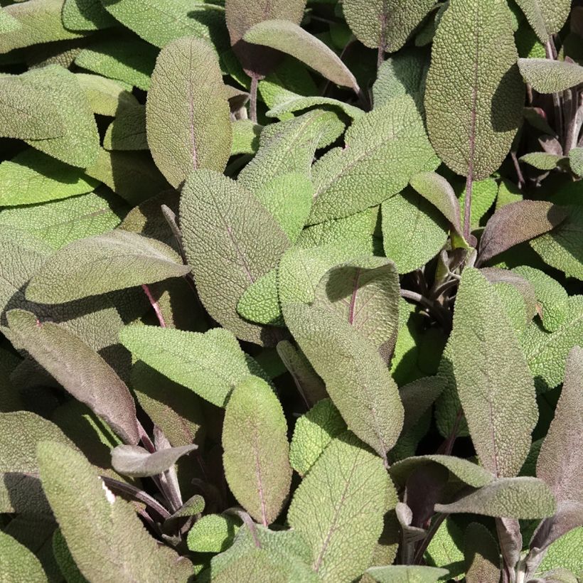 Salvia officinalis Purpurascens (Folhagem)