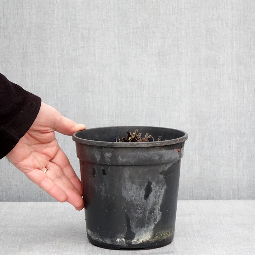 Amostra de Sálvia pratensis Lyrical Blues Vaso de 2 L/3 L tal como entregue no inverno