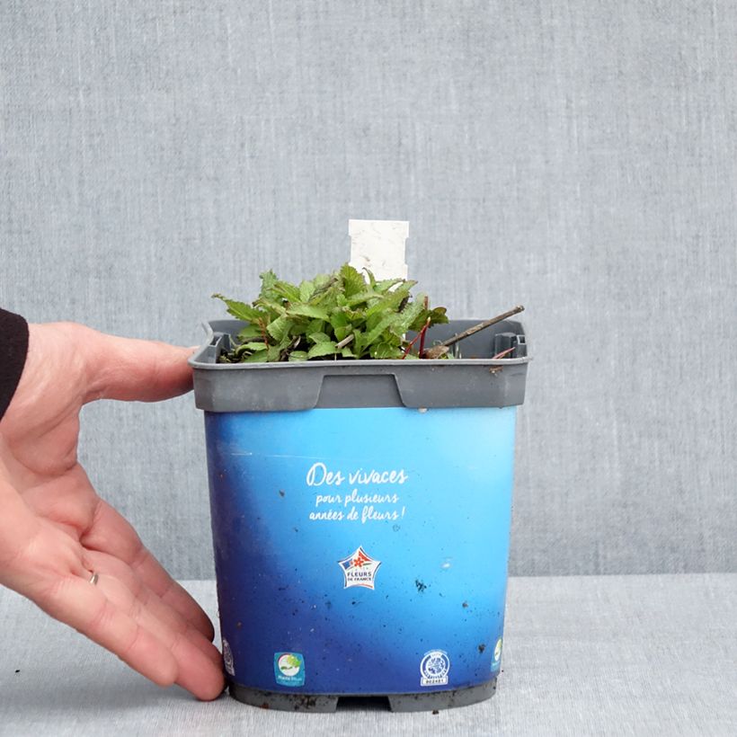 Amostra de Sálvia pratensis Lyrical Blues Vaso de 2 L/3 L tal como entregue na primavera