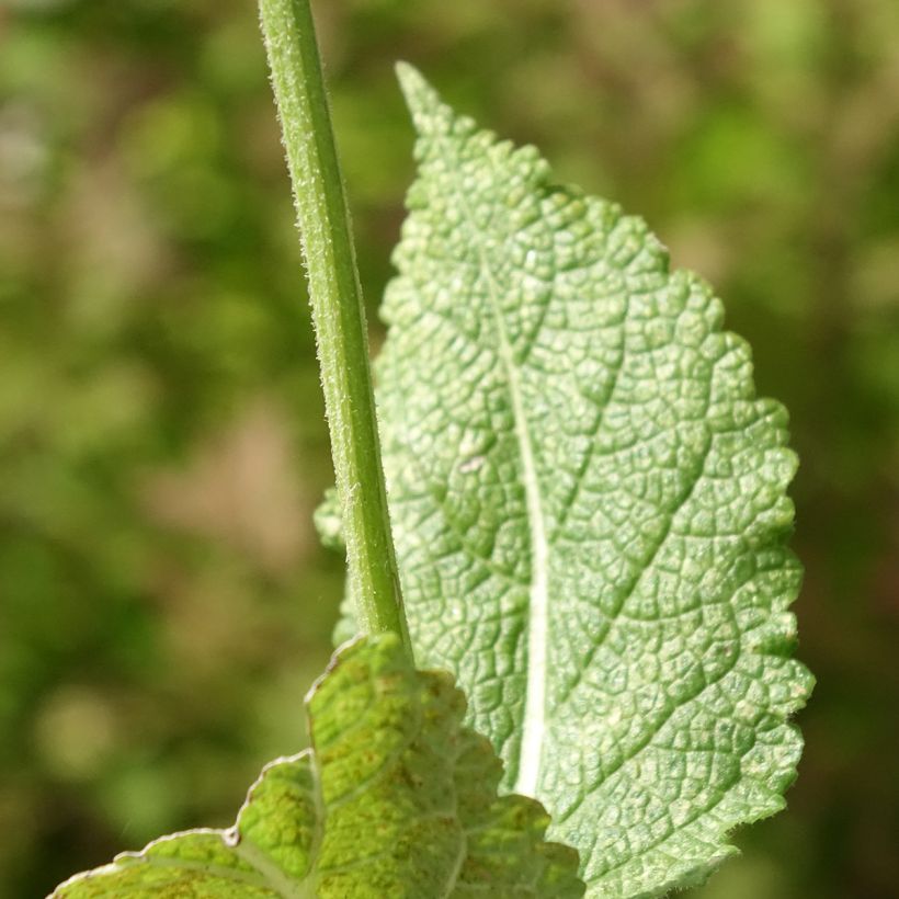 Sálvia pratensis Madeline (Folhagem)