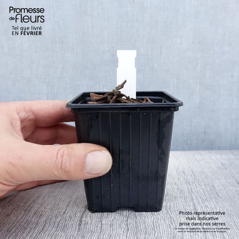 Amostra de Sálvia pratensis Madeline Vaso de 8/9 cm tal como entregue no inverno